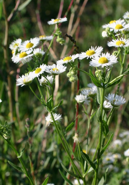 Erigeron annuus / Cspica annua